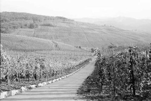 Ehrenstetten: Ehrenstetter Ölberg; Weinbergweg von oben