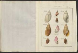 Tab. 121.