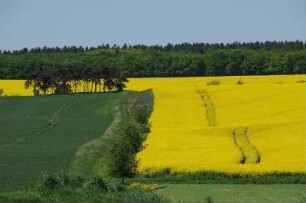 Rapsfeld bei Thale : Von Wald umgebenes Rapsfeld im Vorharzgebiet. Aufgenommen im Mai 2008