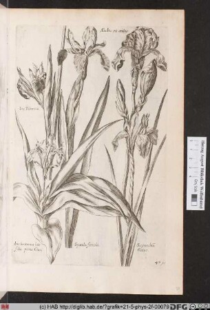 [Verschiedene Schwertlilien].