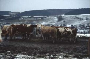 Fotografie: Milchviehhaltung, Weidehaltung, Futtervorlage