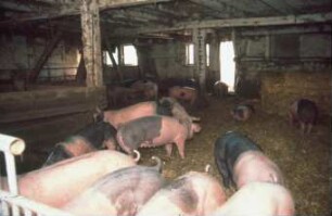 Fotografie: Haltungssystem, Zuchtsau, Gruppenhaltung, Tieflaufstall, Einstreu