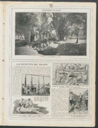 Los productos del tiburón
