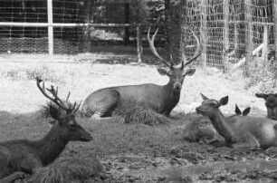 Tierpark Oberwald