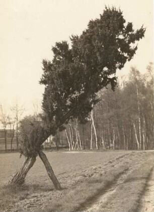 Skassa bei Großenhain. Wacholderbaum südlich der Neumühle