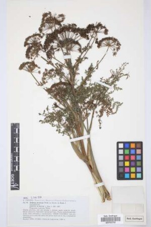 Todaroa montana Webb ex Benth.