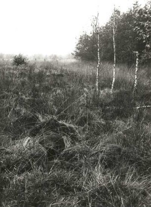Oberlausitzer Heide-und Teichgebiet. Grenzbereich d. (Klösterlich-)Neudorfer Moores zum St. Mariensterner Klosterforst mit absterbenden Waldbeständen (Folge von schwefelsäurehaltigen Abwässern der Braunkohlengrube Clara III bei Zeißholz im Vinzenzbach)