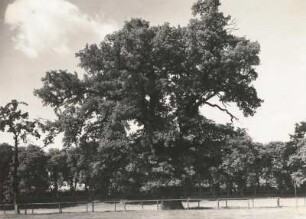 Alte Eiche, vermutlich im Schloßpark bei Großgraupa