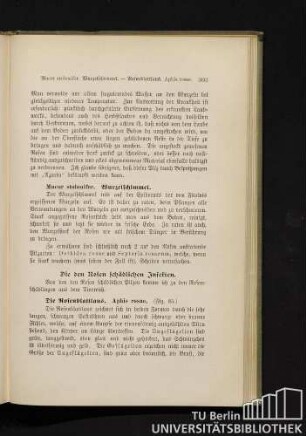 Die Rosenblattlaus. Aphis rosae.