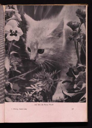 … und dies die Katze Plüsch