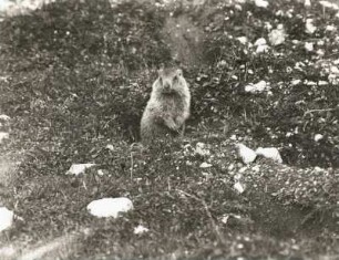 Alpenmurmeltier (Marmota marmota L.), Männchen machend