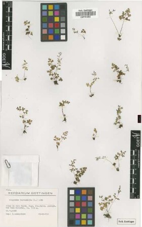 Anogramma leptophylla (L.) Link