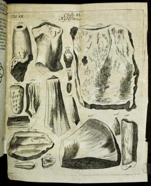 [Classis Undecima. Xylostea. Sive Ossa Fossilia Lignosa, &c.]