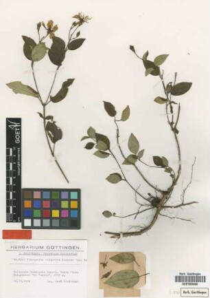 Tibouchina oligantha Gleason [isotype]