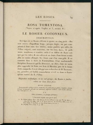 39-40, Rosa Tomentosa. Le Rosier Cotonneux.