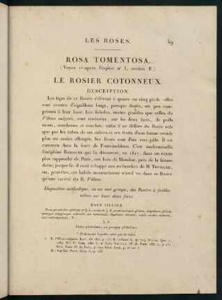 39-40, Rosa Tomentosa. Le Rosier Cotonneux.