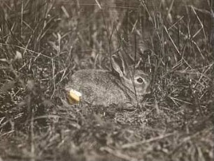 Wildkaninchen (Oryctolagus cuniculus L.)
