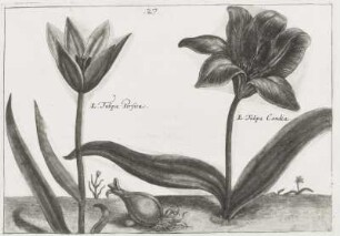 Tulipa Persica und Tulipa Candida, Tafel 27