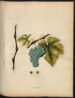 33. Le Lagle vert