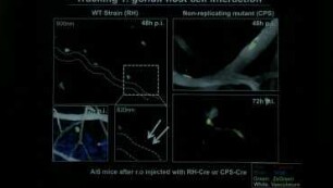 Imaging pathogen, endothelial cell and T cell interactions in the vascular compartment
