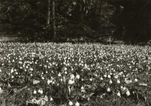 Märzenbecher (Frühlings-Knotenblume, auch Märzenbecher, Märzbecher, Märzglöckchen oder Großes Schneeglöckchen, Leucojum vernum). Polenztal unterhalb der Bockmühle