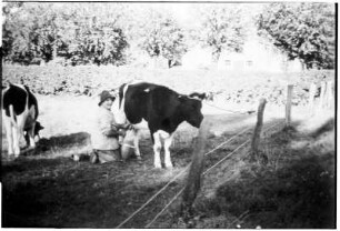 Melken auf der Weide