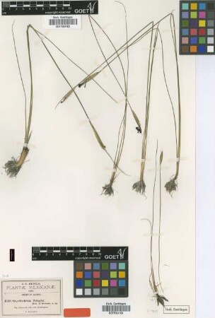 Sisyrinchium pringlei B.L.Rob. & Greenm. [type]