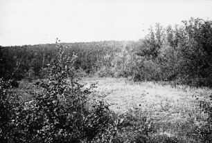 Waldwiese