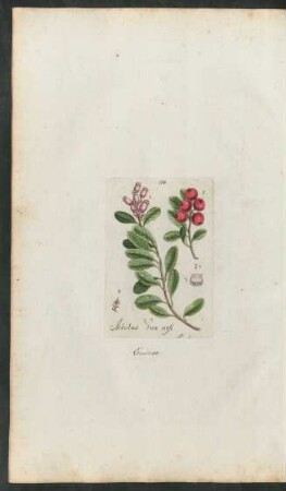 114. Arbutus uva ursi
