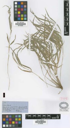 Chusquea lorentziana Griseb. [type]