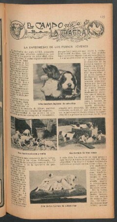 La enfermedad de los perros jóvenes : El campo y la chacra