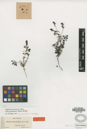 Odontites granatensis Boiss. [isolectotype]