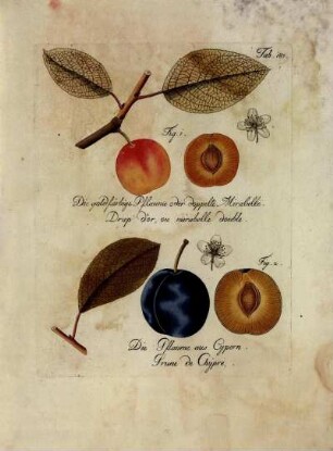 Tab. 187. Fig. 1. Die goldfärbige Pflaume oder doppelte Mirabelle [...] Fig. 2. Die Pflaume aus Cypern [...]