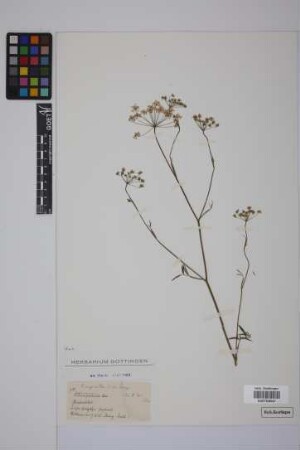 Pimpinella saxifraga L.