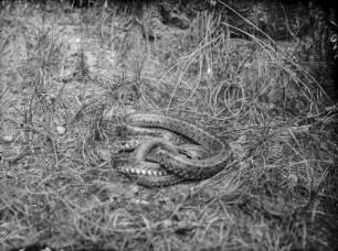 Ringelnatter : Ringelnatter (Natrix natrix)