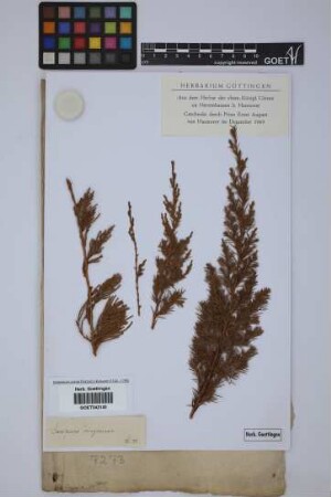 Juniperus virginiana L.
