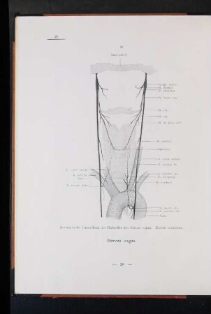 Nervus vagus.
