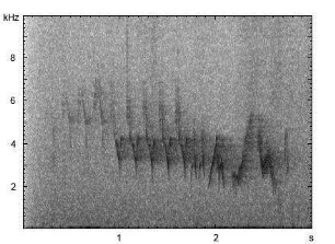 Buchfink | Fringilla coelebs - Gesang