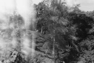 Wald (Lateinamerika-Aufenthalte 1934/1942 - 2. Kolumbien 1934-1937)