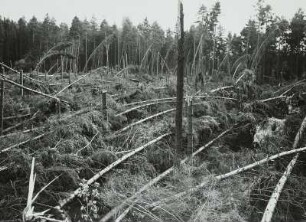Moritzburg-Radeberger Platte: Massenei bei Arnsdorf. Starke Sturmschäden im Kiefern- und Fichtenstangenbestand 4.VII.1929