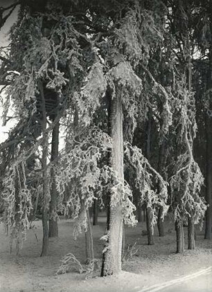 Schwartenberggebiet. Bäume am Waldrand mit Schnee und Reif