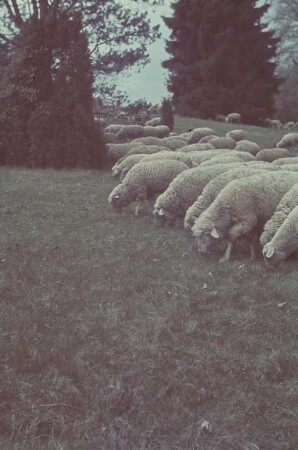 Deutschland. Weidende Schafe