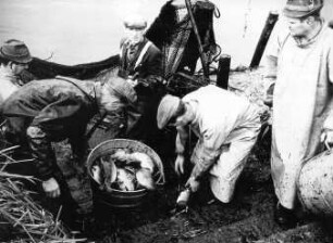 Fischerei in Peitz : Handwerkstechniken - Fischerei. Ort: Picnjo / Peitz. Peitzer Fischer beim Abfischen.