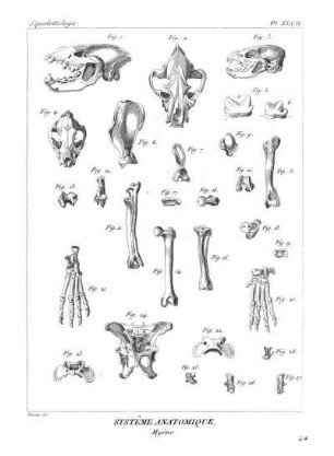 Pl. XLVII. Systême Anatomique. Hyène.