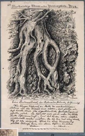 Eine Lindenwurzel im Rabenauer Grund bei Coßmannsdorf, aus der Serie "Merkwürdige Bäume aus dem Vereinsgebiete, Nr. 14." aus dem Blatt "Bergblumen" vom 16. 8. 1887