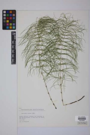 Equisetum pratense Ehrh.
