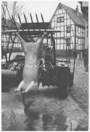 Totes Schwein hängt an einem Traktor (Sonderthema: Familienbilder)