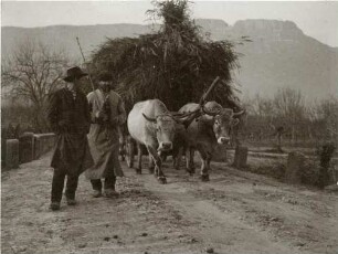 Mit Ochsen bespannter Wagen