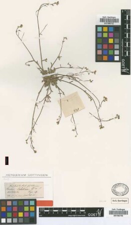 Arabis tibetica Hook.f. & Thomson [type]