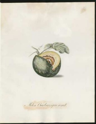 Melon Barbaresque rond
